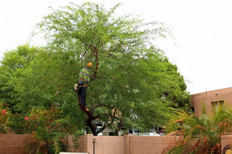 Tree Installation Service