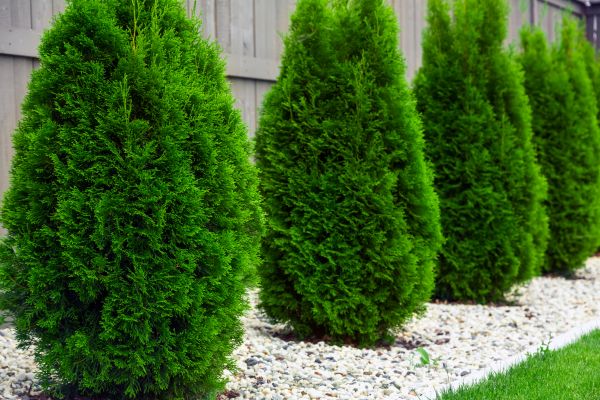 Arborvitae Planting in Brandon