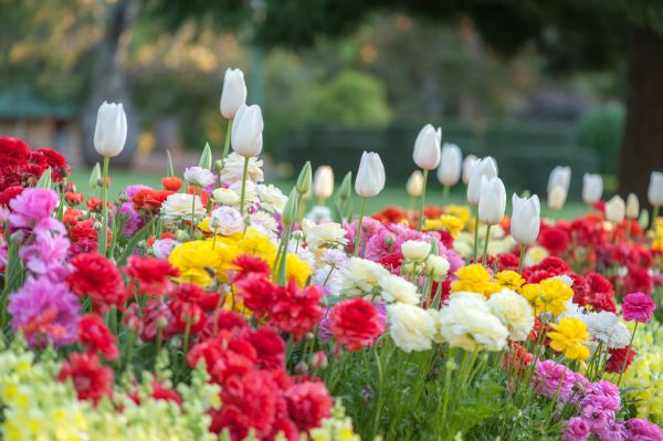 Gardening Service in Brandon