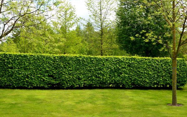 Hedge Planting in Brandon