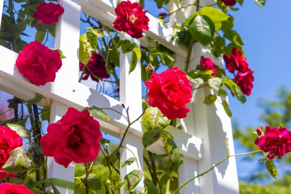Home Gardening Service in Brandon