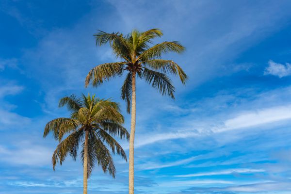 Palm Tree Planting in Brandon