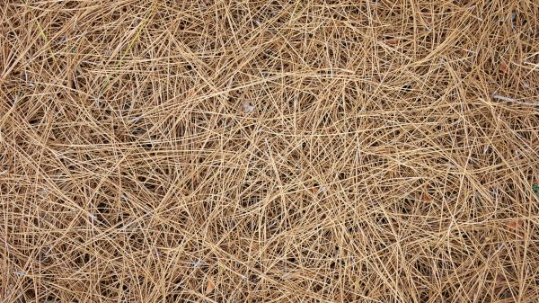 Pine Needles Delivery in Brandon