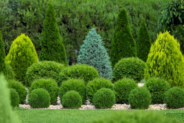 Shrub Installation in Brandon