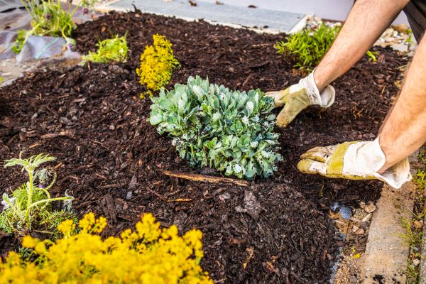 Weeding And Mulching in Brandon