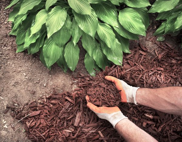 Shredded Mulch Service in Brandon