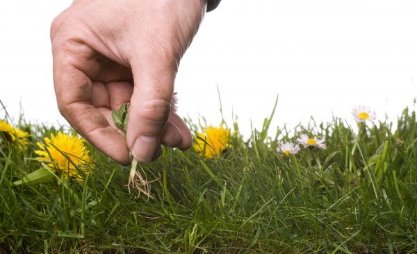 Lawn Weeding in Brandon