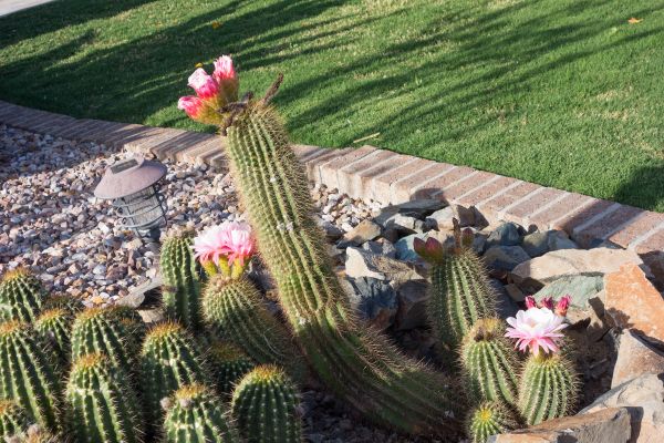 Desert Landscaping in Brandon