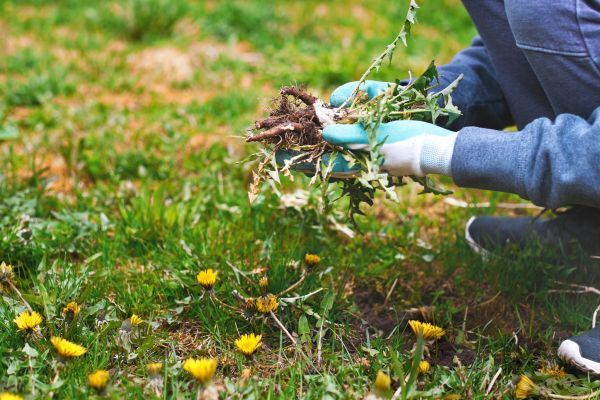 Flower Bed Clearing in Brandon