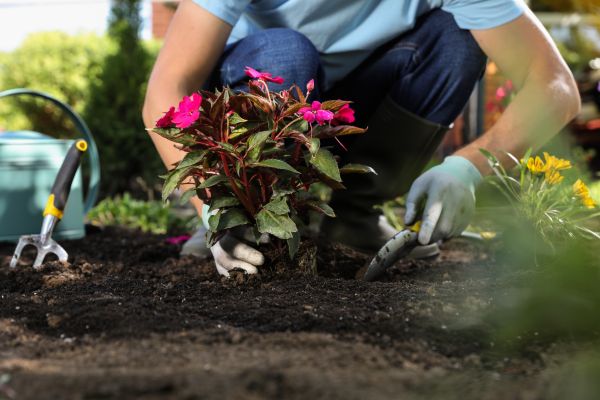 Plant Replacement in Brandon