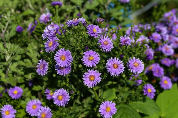 Perennial Flower Planting in Brandon