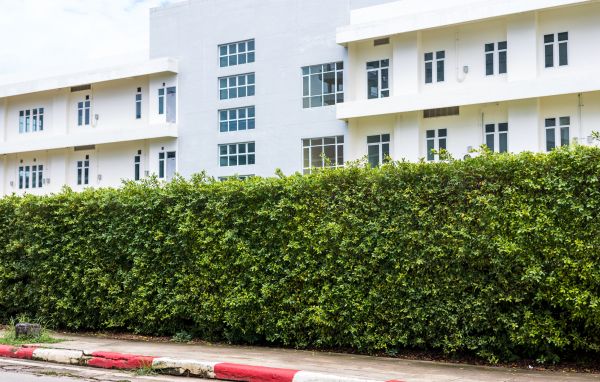 Privacy Landscaping in Brandon