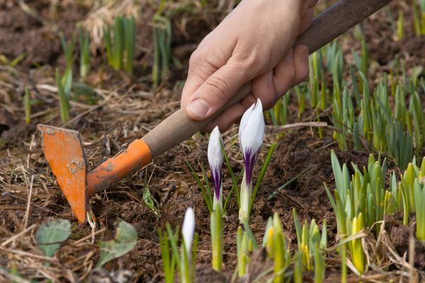 Flower Garden Weeding in Brandon