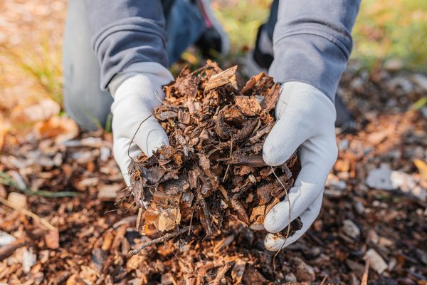 Shredded Mulch Installation in Brandon