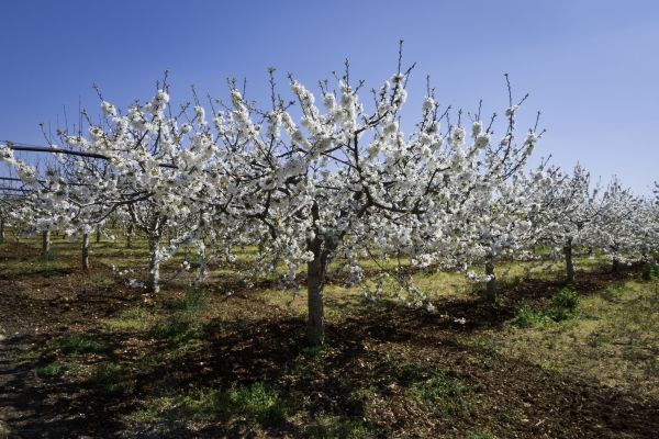 Orchard Planting in Brandon