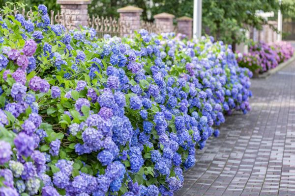 Hydrangea Landscaping in Brandon