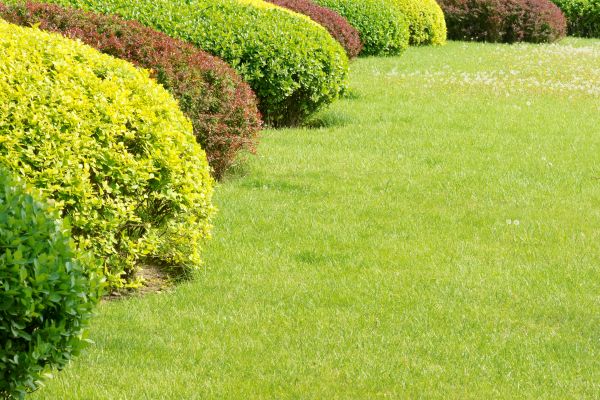 Shrubbery Planting in Brandon
