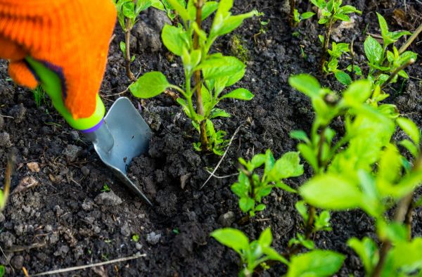 Hydrangea Planting in Brandon