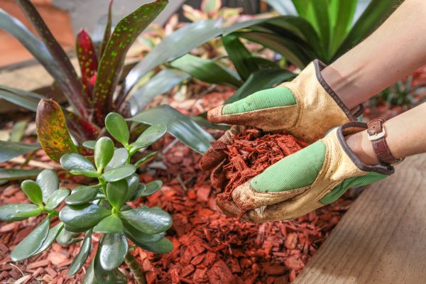 Cedar Mulch Installation in Brandon