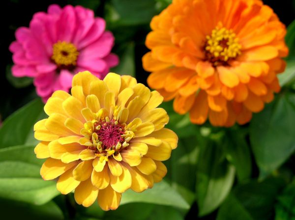 Zinnia Planting in Brandon