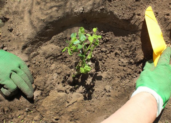 Rose Bush Planting in Brandon
